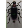 Dinoptera collaris (Linnaeus, 1758) Rozpylak topolowy